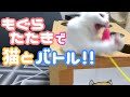 猫もぐらたたき装置を作ってみたｗ