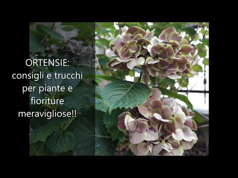 Video: Zona 8 Varietà di ortensie: puoi coltivare ortensie nei giardini della zona 8