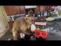 Monkey George, Angelika’s brother eats his coconut water popsicle!
