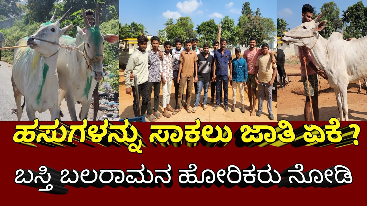 ಮುಸ್ಲಿಮ್ ಸಮುದಾಯದ ಹಳ್ಳಿಕರ್ ಪ್ರೀತಿ ಹೇಗಿದೆ ನೋಡಿ😲|studbull Sultan owner deen Mohammad kambipura❤️#song