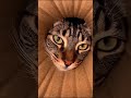 Curious Cut Cat Can’t Stop Sniffing Funny Cat Short|#ViralCats#CuteCats#CatVideos