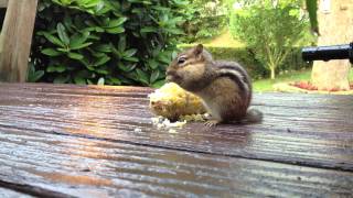 Chipmunk Eating Corn On The Cob