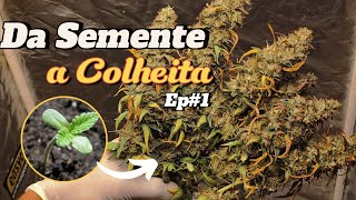 CICLO COMPLETO NO CULTIVO INDOOR — 4 PLANTAS NO GROW 60x60 (PARTE 2)