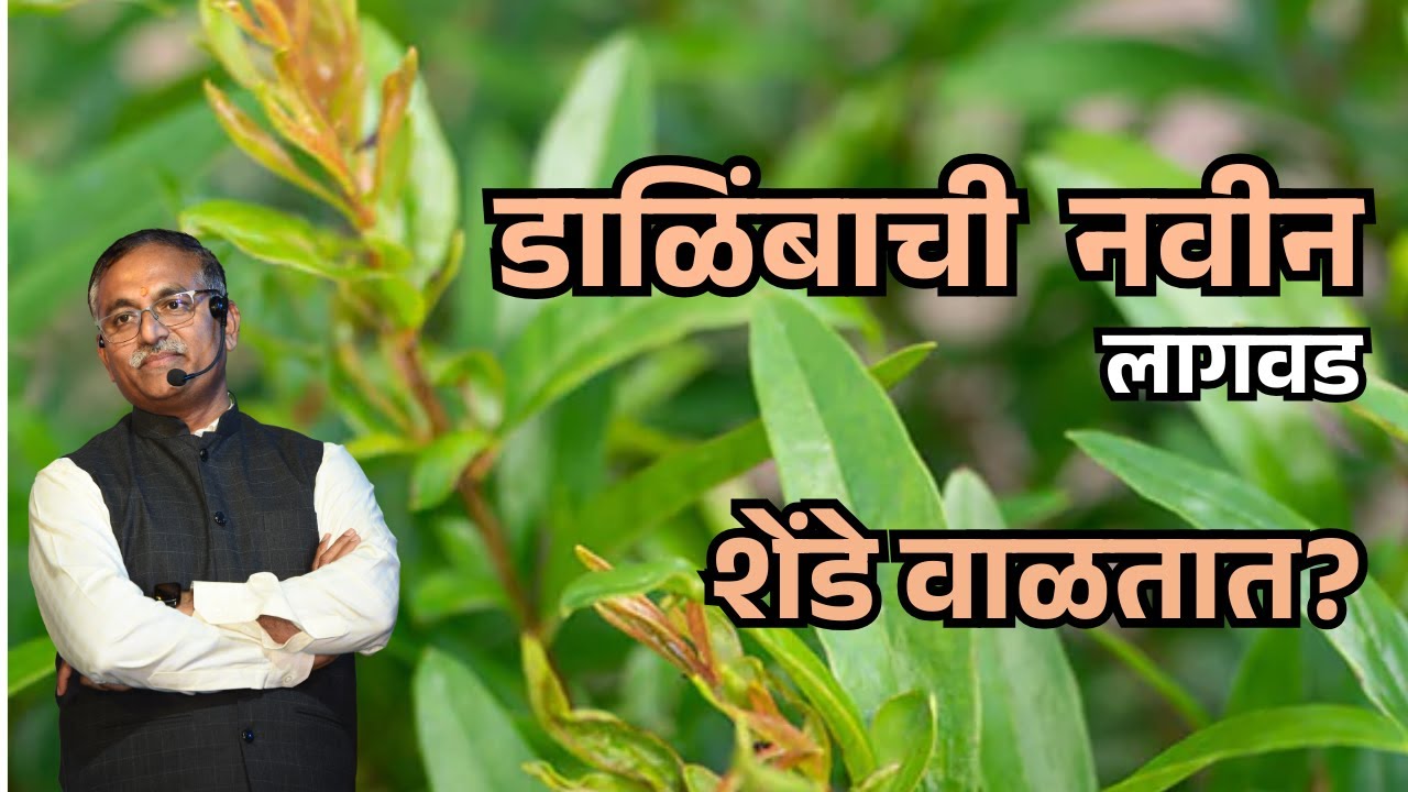 डाळिंबाची नवीन लागवड केलीय परंतु शेंडे वाळतात? @BTGore