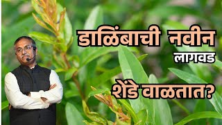 डाळिंबाची नवीन लागवड केलीय परंतु शेंडे वाळतात? @BTGore