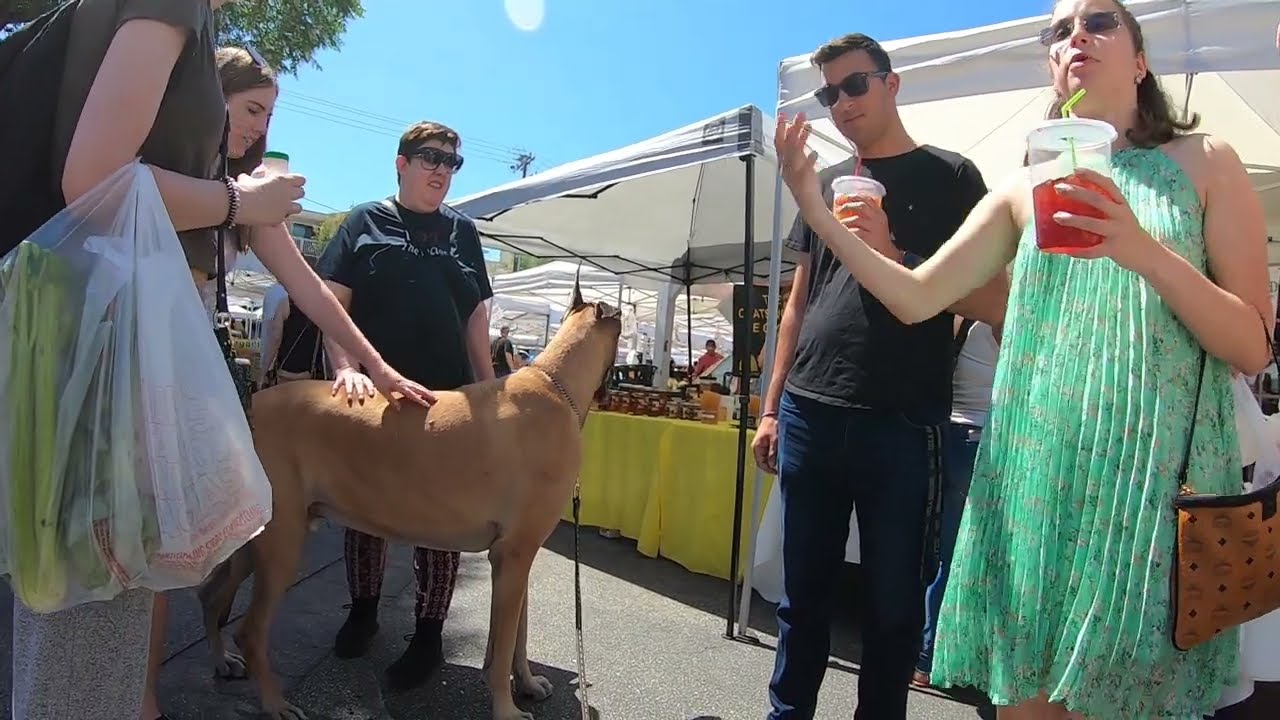 Cash 2.0 Great Dane at the Farmers Market in Calabasas ( part 2 of 4) YouTube