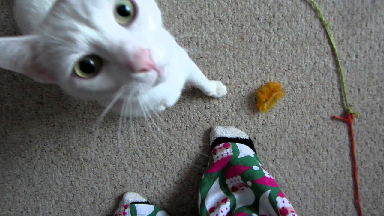 catnip oil Kona in a Christmas Box! Talking kitties!