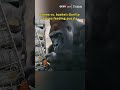 Brains vs. basket: Gorilla solves feeding puzzle