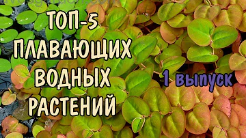 ПЛАВАЮЩИЕ РАСТЕНИЯ. Ч1. Филлантус, сальвиния натанс, лимнобиум, сальвиния ушастая, ряска малая.