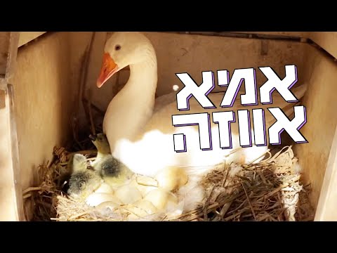 שיבה וטימי האווזים שלנו הפכו להורים