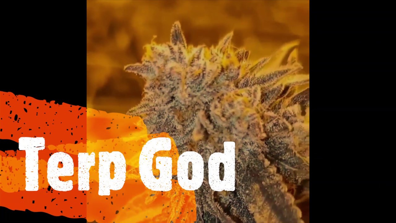 Terp God, The Master Marijuana Cultivator