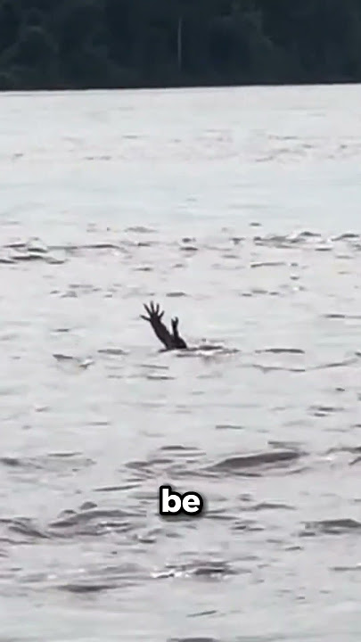 Saltwater Crocodile Pretend to be Drowning! 😯 #shorts