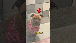 Dog was Adopted Because of the Internet 😱