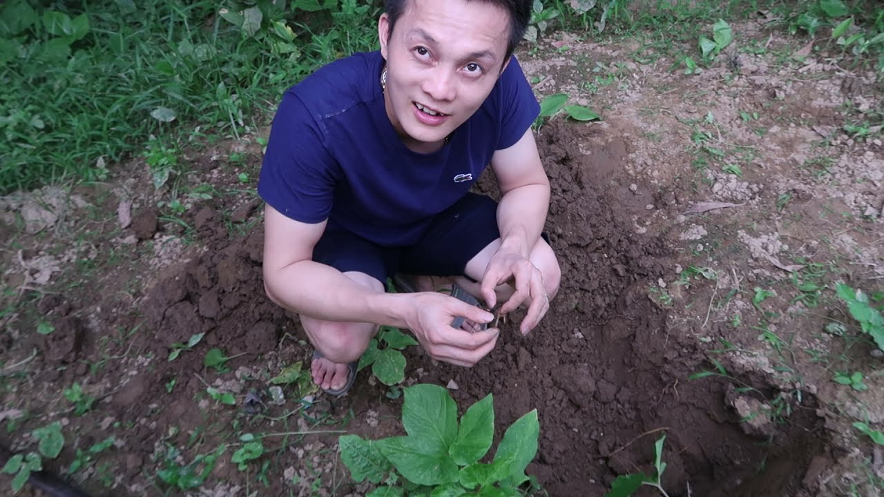 Trở về với tuổi thơ đào dế mèn