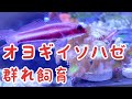 【オヨギイソハゼ群れ】海水魚水槽でオヨギイソハゼの群れを再現したら可愛いので、飼育方法も解説します