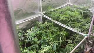 Copycat genetics - tent 2 update