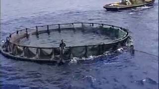 Subflex 3- Early Designs Of Giliocean Floting Fish Cages