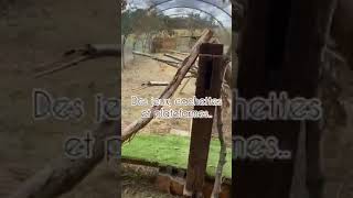 Sauvetage d'un serval par l'Arche du Magnoac