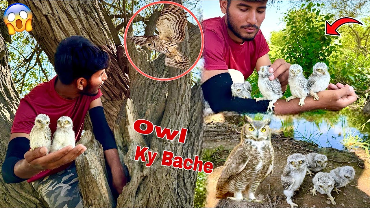 Nayab Bird Owl🦉Ki Puri Family Paker Li😍
