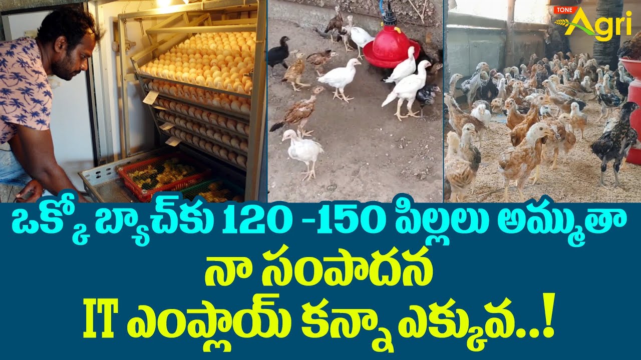 Natu Kollu Chikcs | బ్యాచ్‌కు 120-150 పిల్లలు అమ్ముతా నా సంపాదన ITఎంప్లాయ్ కన్నా ఎక్కువ..! Tone Agri
