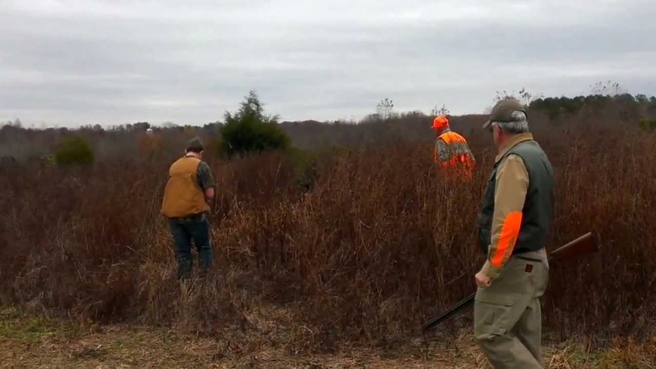 Quail hunting in NC 