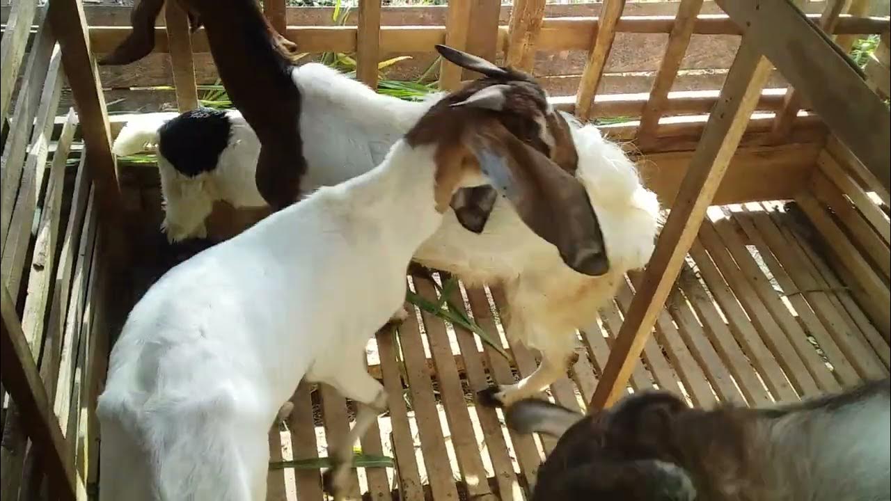 Perkawinan kambing 1 jantan vs 3 ekor kambing betina jawa randu - YouTube