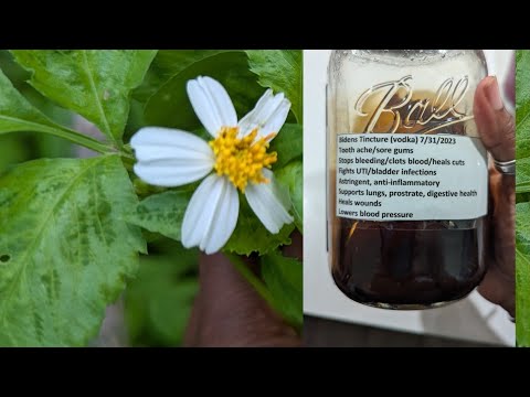  INCREDIBLE HOME MADE TOOTH PAIN  REMEDY THAT ACTUALLY WORKS‼️ Spanish needle/Bidens Alba tincture
