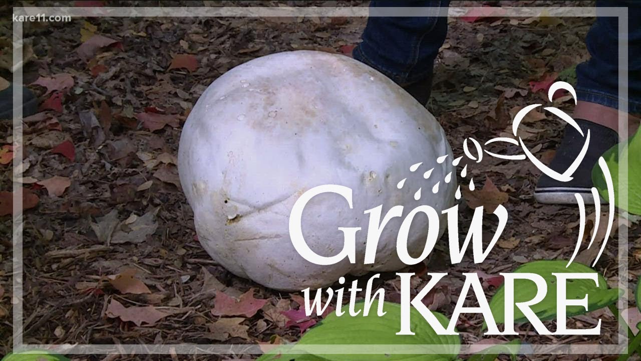 Grow with KARE - Puffball mushrooms