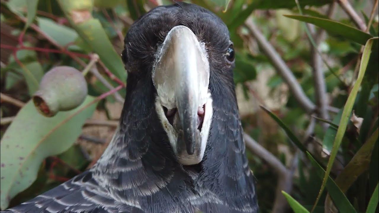 Teaser for the documentary film Black Cockatoo Crisis YouTube