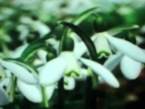 ვა ვა ვა ვა