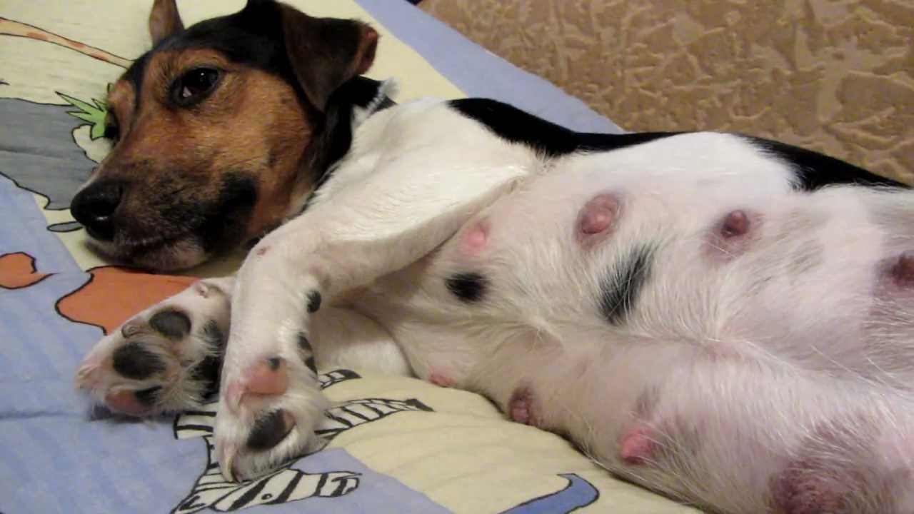 Pregnant Jack Russells 63