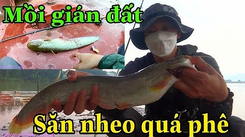 Câu cá | Mồi gián đất săn cá nheo sông quá phê - Câu cá sông Lục Nam