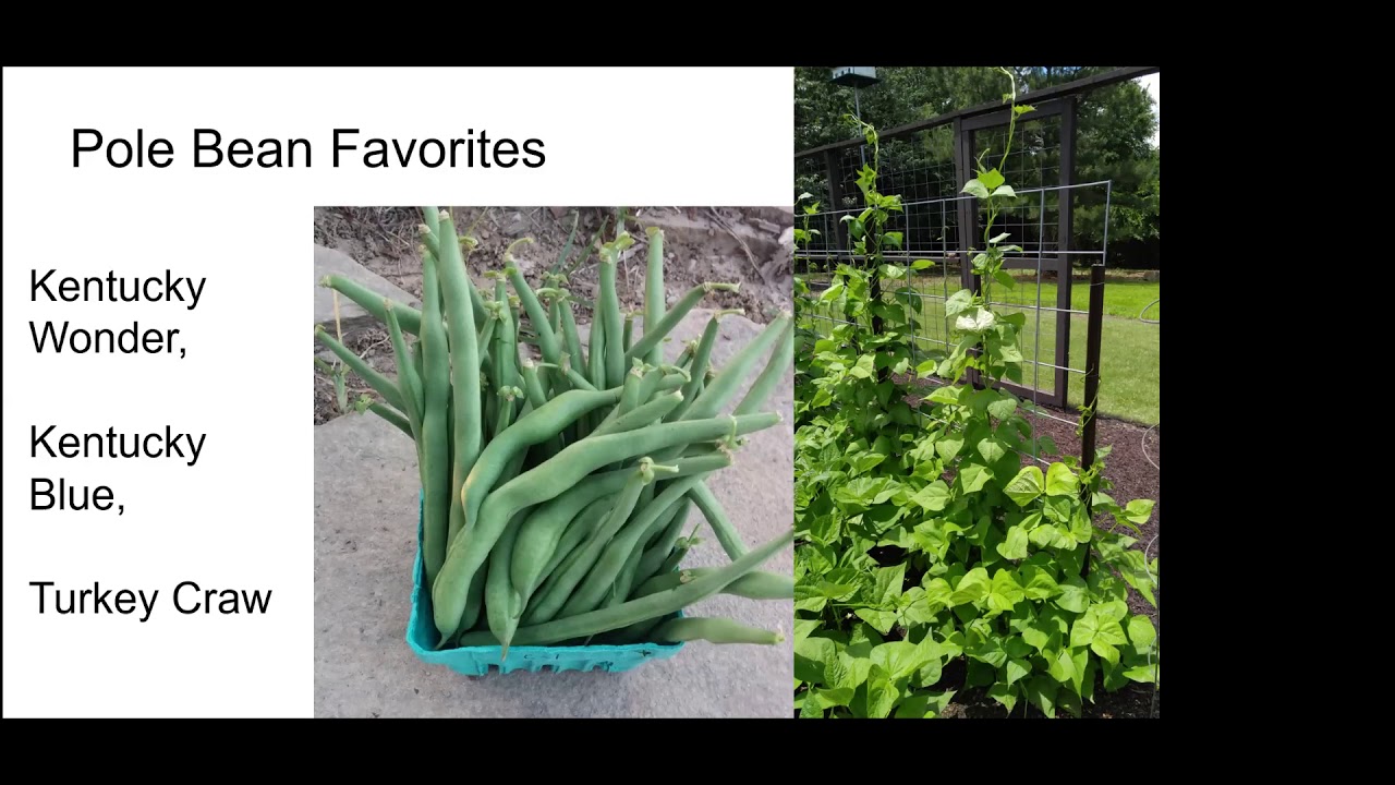 Growing Warm Season Vegetables - YouTube