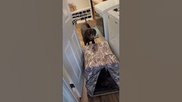 #birddog #pudelpointer #navhda #funnydog #sillydog #workingdog g