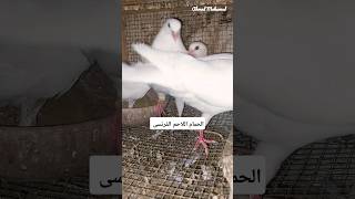 الحمام اللاحم الفرنسى