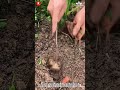 Carrot Harvesting With Hand Tool Gentle Root Extraction From Loose Soil Carrot Harvesting With Hand Tool Gentle Root Extraction From Loose Soil