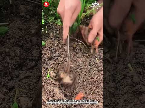 Carrot Harvesting With Hand Tool Gentle Root Extraction From Loose Soil 