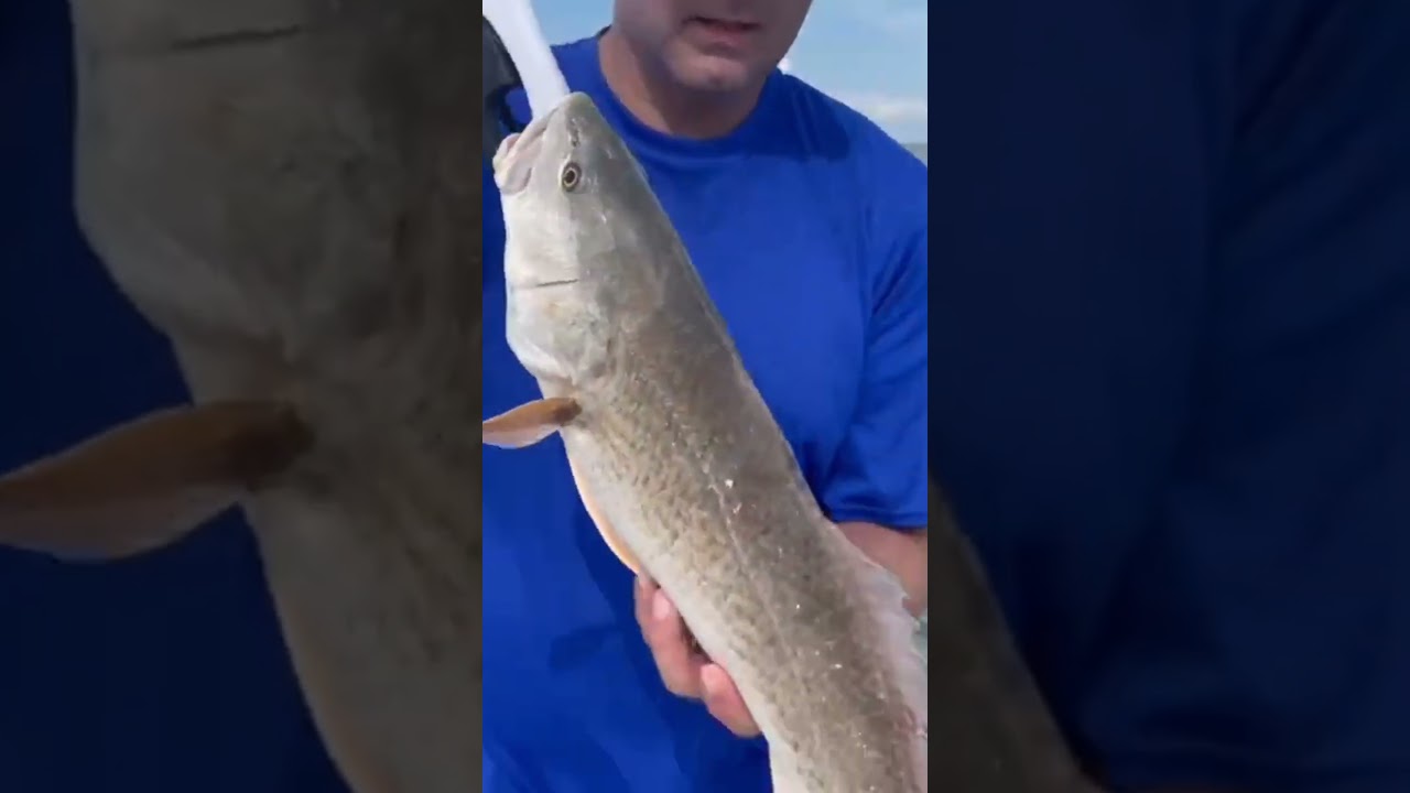 Double Hookup! Measuring a Slot Redfish