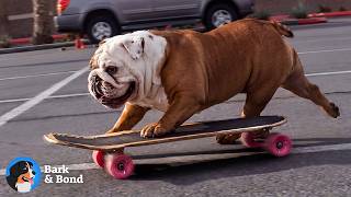 He Rides a Skateboard Like a Human — And Refuses to Do Anything Else | Bark & Bond