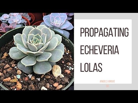 Video: Péče o rostliny Echeveria ‚Lola‘– Jak vypěstovat sukulentní rostlinu Lola