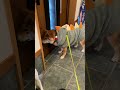 お散歩に寝過ごしたパパに無言の圧力を加える柴犬てぃーだ