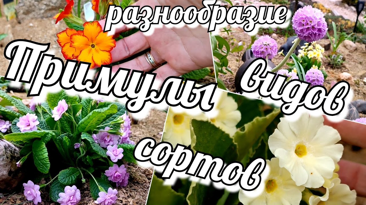 Примула / Первоцвет Шикарное разнообразие сортов и видов
