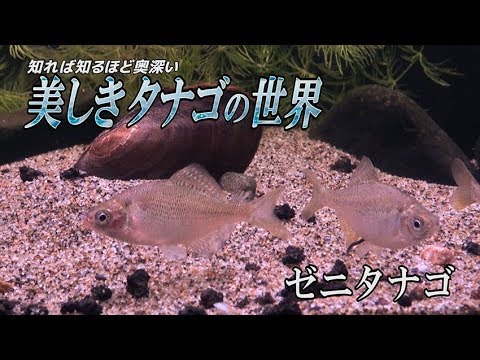 タナゴから The beautiful world of tanago] Zenitanago - YouTube