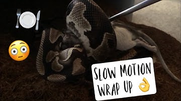 Ball Python Feeding/Slow Motion Wrap up