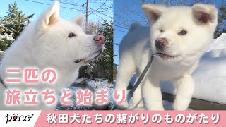 きっとどこかで繋がってる。二匹の秋田犬のものがたり【PECO TV】
