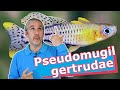 PEZ de OJOS AZULES · Pseudomugil Gertrudae