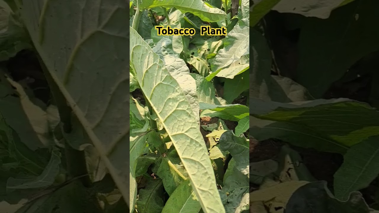 Tobacco Plant//ଧୂଆଁ ଗଛ //Nicotiana