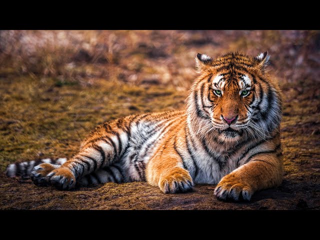 Wild Life - Tigers Documentary (Big Cats HD) class=