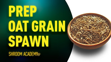 🍄 Shroom Academy grain spawn for mushroom cultivation. Best practices for oat grain.