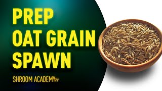🍄 Shroom Academy grain spawn for mushroom cultivation. Best practices for oat grain.